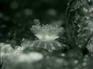 Cassiopeia xamachana (Rhizostomae) - Schwimmen und Planktonfang