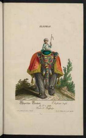 Elephas. Abgerichter Elephant. Elephant dresé. Familia V. Fünffhufige