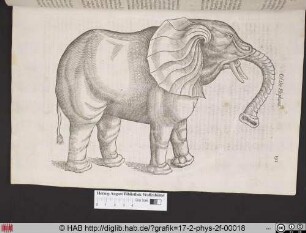 Of the Elephant.