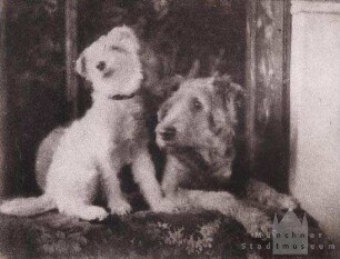 Zwei Hunde