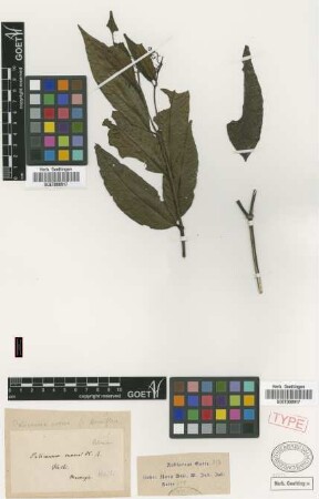 Palicourea crocea (Sw.) Roem. & Schult. var. Griseb. tenuiflora[syntype]