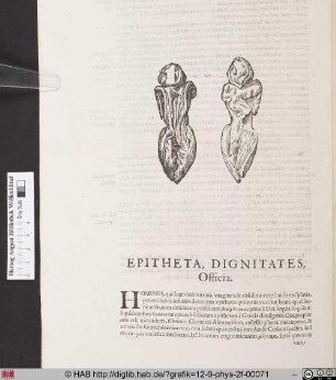 Radix Andromorphos.
