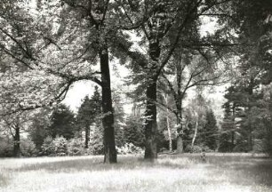 Dresden-Strehlen. Park der ehem. Königlichen Villa an der Palais-(Franz-Liszt-) Straße. Gruppe starker Laubbäume am Rande des Wiesenplans
