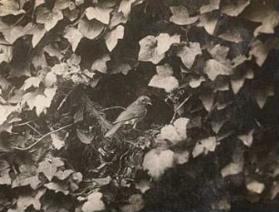 Rotkehlchen (Erithacus rubecula L.) am Nest im Efeu.