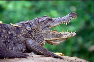 Gambia. Krokodilpool in Bakau