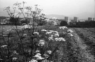 Freiburg, Lehen: Vom Lehener Berg auf Landwasser, Rain mit Schierling
