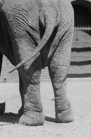Elefant im Zoo