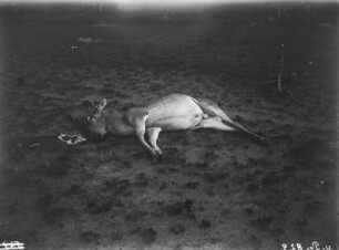 Gazelle : Tote Oribis-Antilope