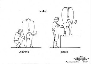 Melken günstig-ungünstig