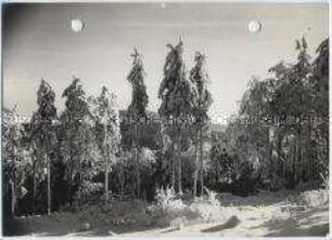 Winterlandschaft, Taunus, Feldberg