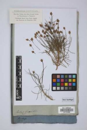 Plantago Cynops