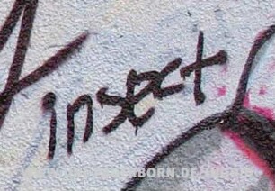 insect