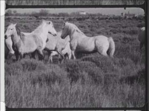 Social Behaviour in the Camargue Horse - Mating Behaviour and Structure of Herds (Open Air Shots)