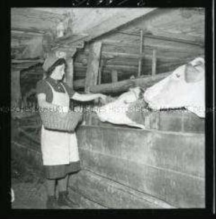 Arbeitsmaid des Reichsarbeitsdienstes beim Füttern der Kühe