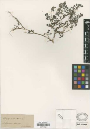 Indigofera tinctoria L.