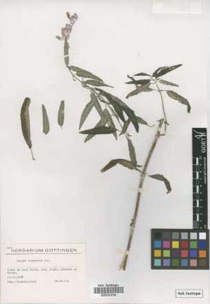 Salvia leucantha Cav.