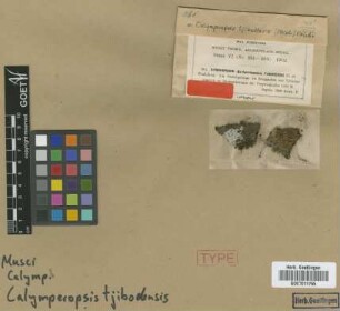 Syrrhopodon tjibodensis M.Fleisch. [isotype]