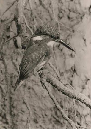 Augustusburg. Schloß Augustusburg. Heimatmuseum, Naturkundeabteilung. Raumaufnahme "Vögel unseres Waldes". Eisvogel (Alcedo atthis)