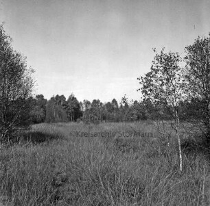 Nienwohlder Moor: Naturschutzgebiet: Renaturierung: Blick über Moorfläche mit Gräsern: vorn Birken: im Hintergrund Sträucher und Bäume