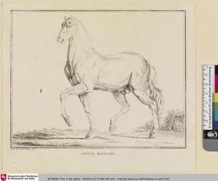 CHEVAL ECORCHÉ [Pferd im Schnittbild]