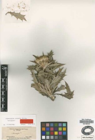Atractylis cuneata Boiss. [isotype]