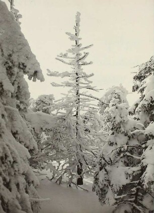 Verschneite Fichten am Kahleberg