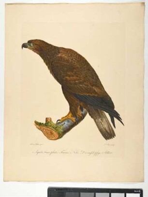 Aquila leucocephala. Femina. Nobis. Der weißköpfige Adler. - Seeadler. Haliaeetus albicilla; fem. - Zeichner: Ambrosius Gabler; Stecher: Johann Carl Bock