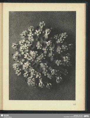 Asclepias incarnata