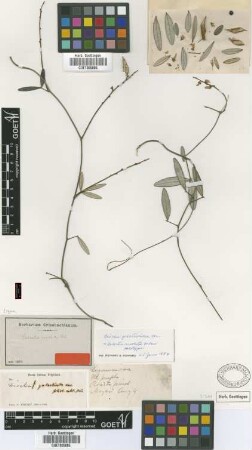 Galactia revoluta Urb. [holotype]