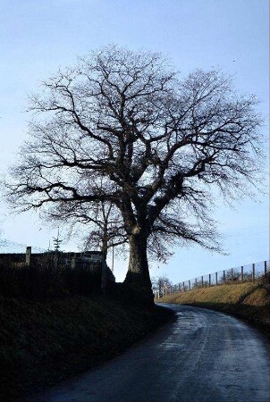 großer Baum an der Straße
