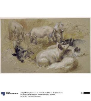 Schweine im Kornfeld