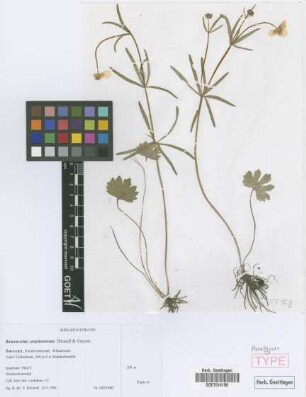 Ranunculus carpinetorum E. H&ouml;randl & W. Gutermann[paratype]