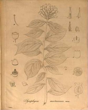 Epistola de Symphesia, novo genere plantarum : ad Jos. de Jacquin