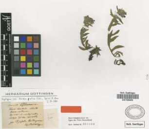 Nonea atra Griseb. [syntype]