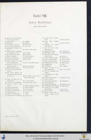Tafel VIII. Athlet, Modellfigur.