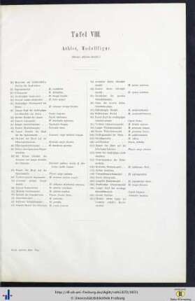 Tafel VIII. Athlet, Modellfigur.