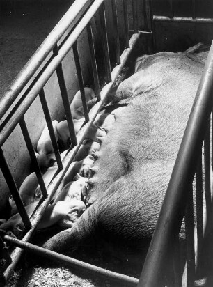 Bauernhof bei Hoherade. Schweinezucht. Ein Sau in der Mutterbox. Ferkel werden gesäugt