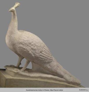 Pfau (Fontana di Sala Grande)
