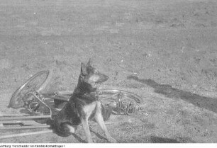 Guttau-Brösa, Ernte, 1947