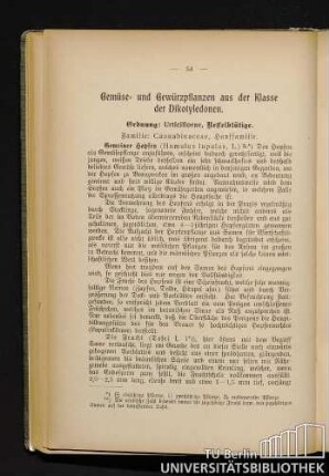 Gemüse- und Gewürzpflanzen aus der Klasse der Dikotyledonen.