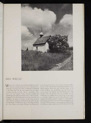 Die Wiese