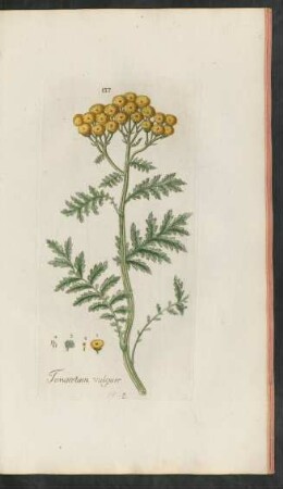 137. Tanacetum vulgare
