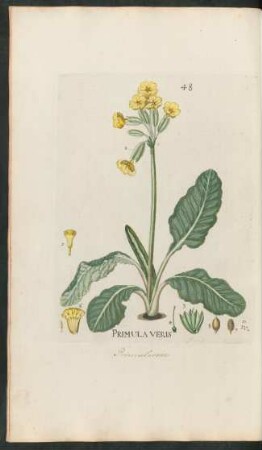 48. Primula veris