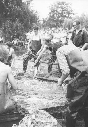 Fischerei in Peitz : Handwerkstechniken - Fischerei. Ort: Picnjo / Peitz. Erster Fischzug in Peitz zum traditionellen Fischerfest.