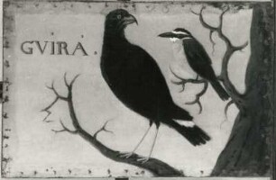 GVIRA bras. Goldvogel, rechts Eisvogel : GVIRA bras. Goldvogel, rechts Eisvogel. Öl auf Leinwand (1655/1663; A. Eckhout). Radebeul, Hoflößnitz, Berg- und Lusthaus, Festsaal (nach der Restaurierung)