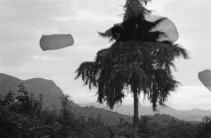 Ein Baum : Ein Baum vor aufragenden Bergen.