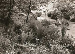 Sächsische Schweiz, Kirnitzschtal. Straußenfarn (Matteuccia struthiopteris), Bestand