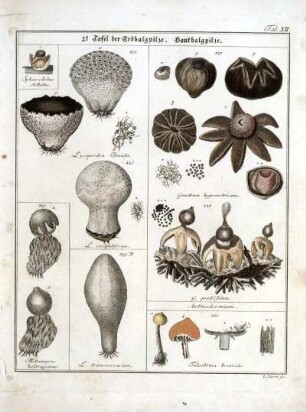 2e Tafel der Erdbalgpilze. Hautbalgpilze