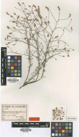 Centaurea tossiensis Freyn & Sint. ex Freyn [type]
