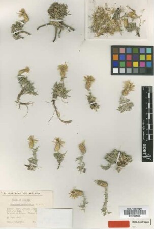 Centaurea drabifolia Sibth. & Sm. subsp. austrooccidentalis Wagenitz[type]